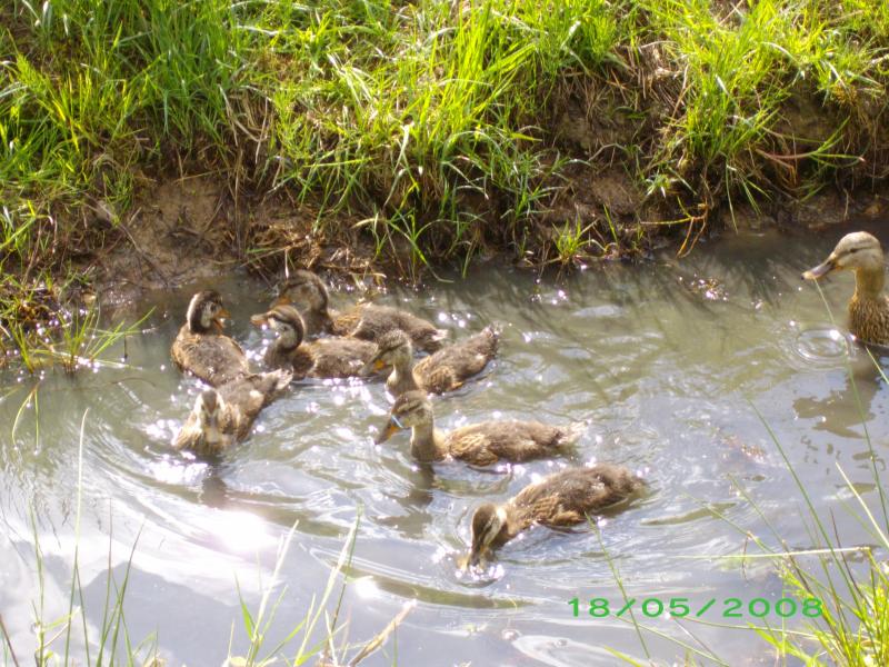 Vorschau Album FrÃ¼hjahr 2008