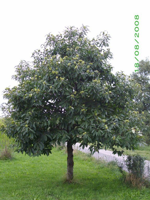 Vorschau Album Sommer 2008