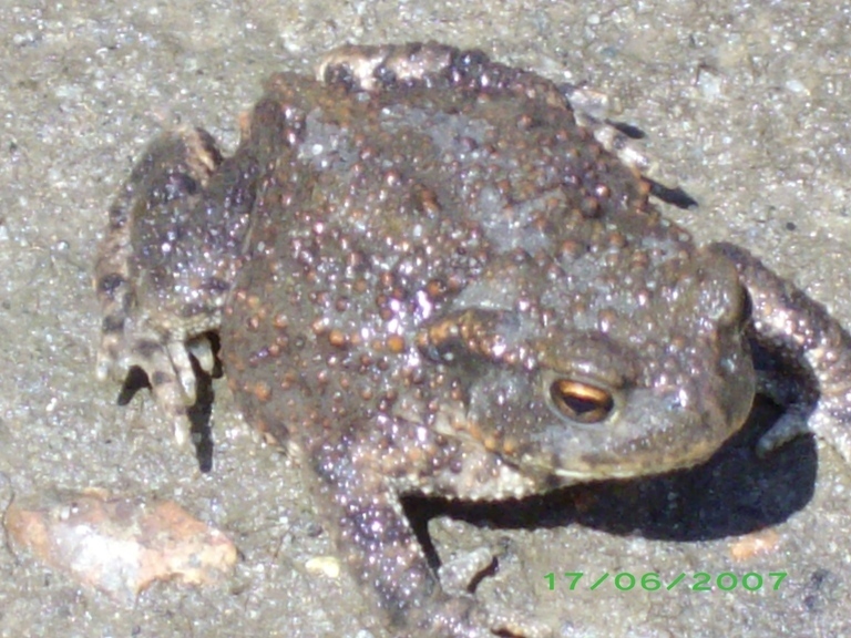 Vorschau Album Tierwelt