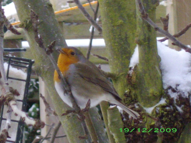 Vorschau Album Winter 2009